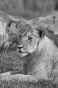 Young lion (Copyright 2006 Yves Roumazeilles)