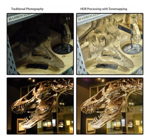 Hadrosaure et Tyranosaure (en HDR)