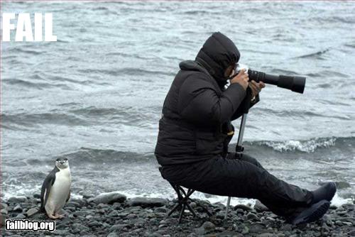 fail-owned-penguin-photographer-fail