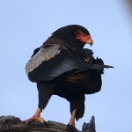 Bateleur des savanes / Bateleur Eagle