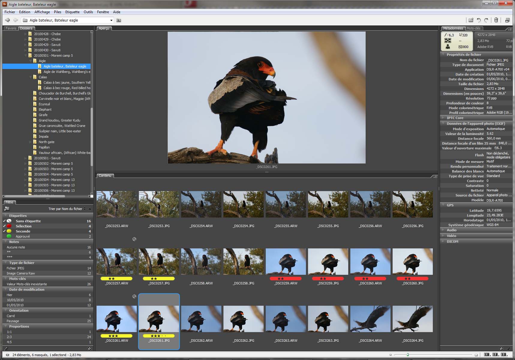 Bateleur eagles in Adobe Bridge (click on the thumbnail to see the larger view)
