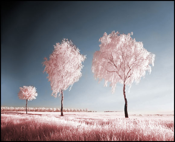 ir_3-trees