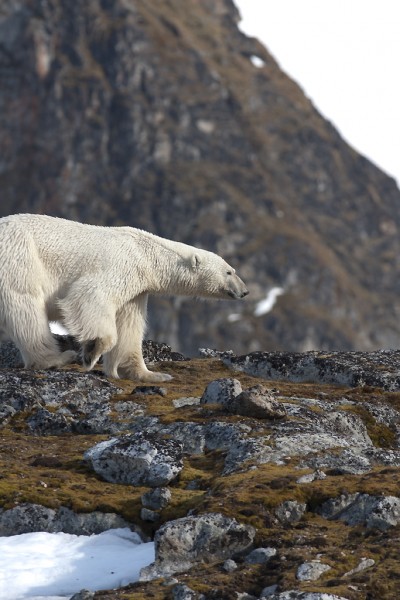 Polar bear - Svalbard