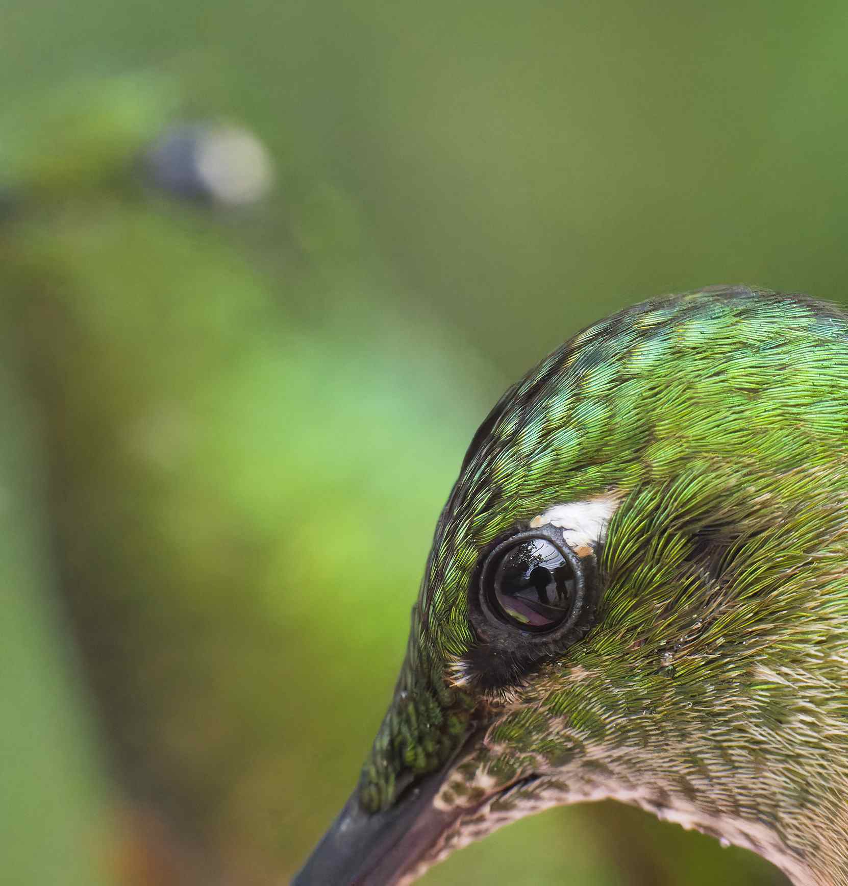 Macro photo for hummingbirds