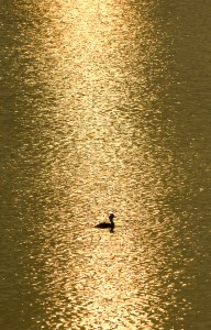 Grèbe huppé, à contre-jour