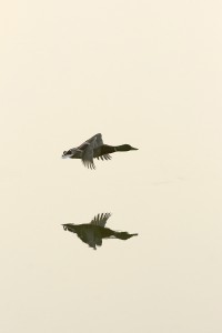 Duck, flying, backlit