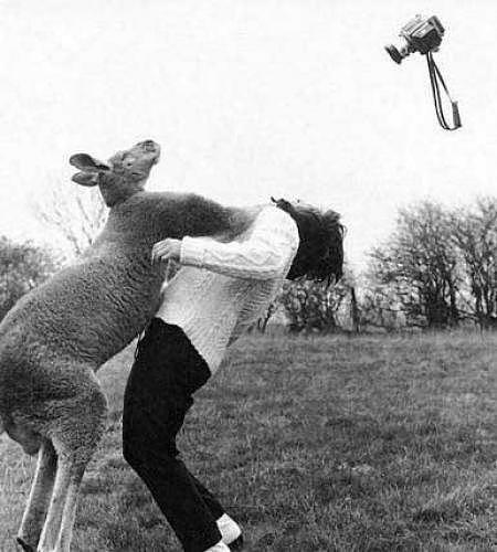 Le kangourou et le photographe