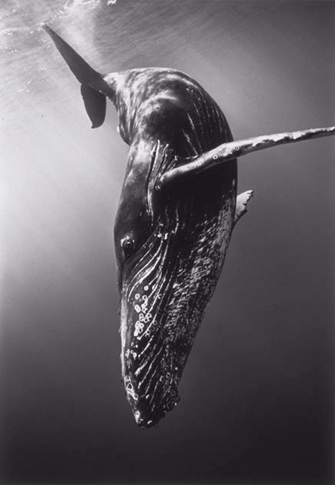 Diving humpback whale - Copyright (C) Wayne Levin