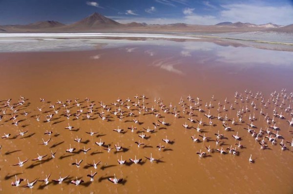 JAmes flamingos - Altiplano