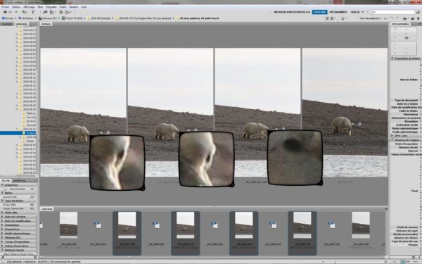 Adobe Bridge compare view