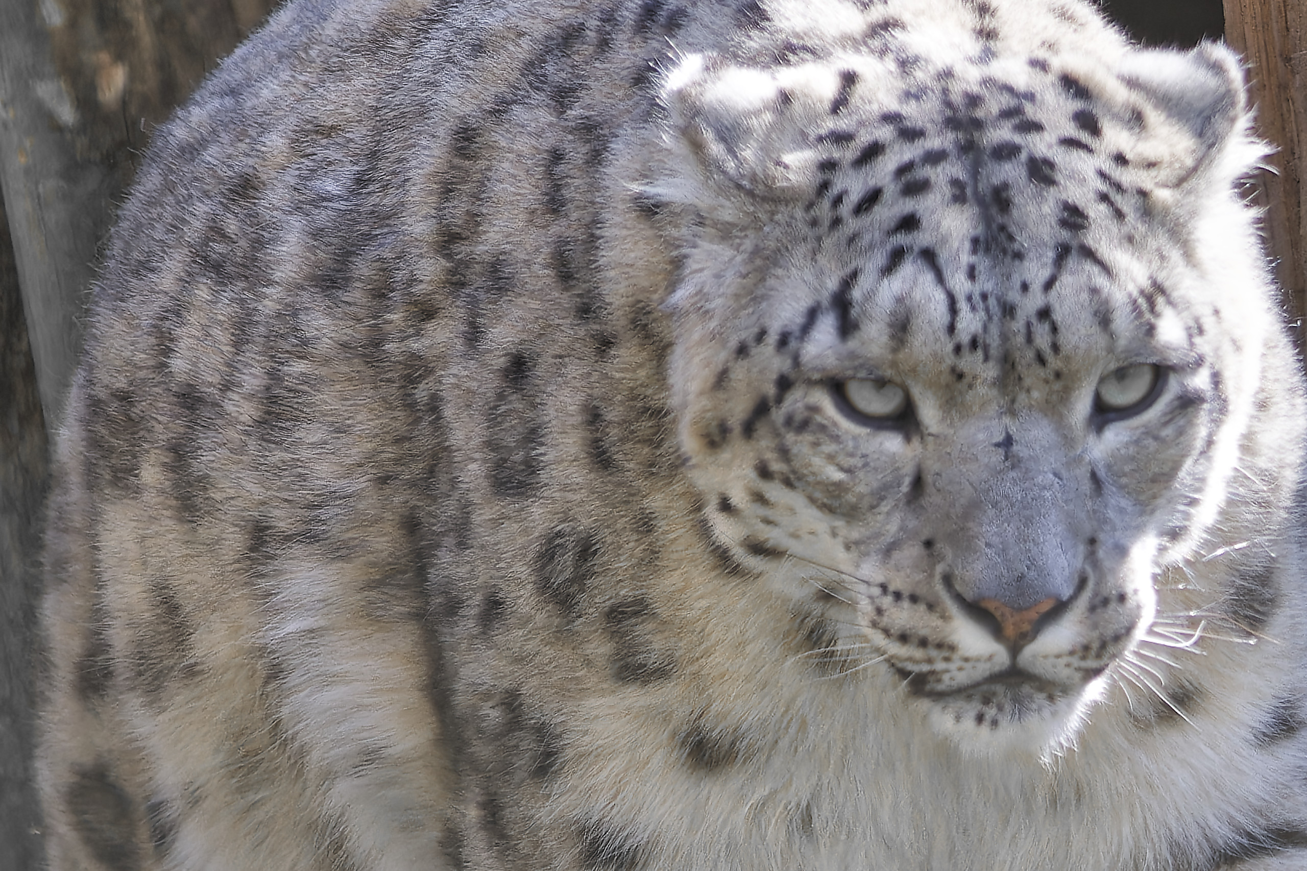 Safari très tendance : Léopard des neiges